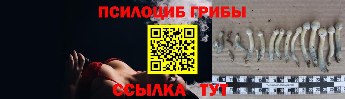 Галлюциногенные грибы GOLDEN TEACHER  Вход с VPN  Камышин 